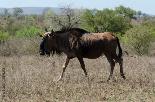 Gnou    queue noire  Connochaetes taurinus  Parc national Kruger  Afrique du Sud