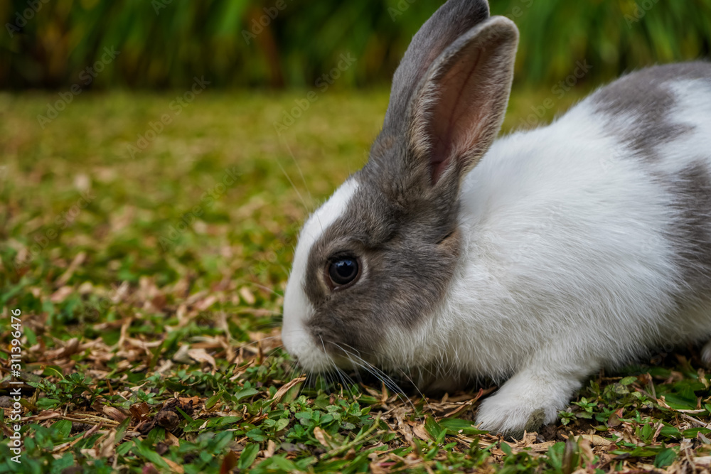 Fototapeta premium Super cute white and grey rabbit 
