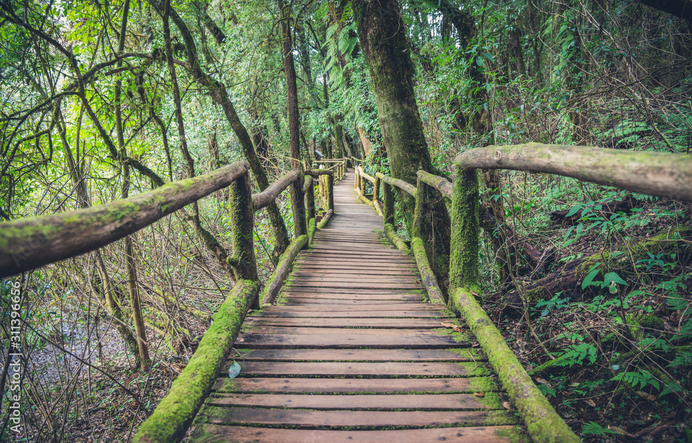 Canopy walkway in tropical forest. Bridge into the jungle Canopy walkway in tropical forest. Bridge into the jungle