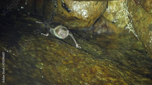 Common Vampire Bat (Desmodus rotundus) roosting in a very humid cave  in Western Ecuador. It displays the razor sharp teeth used to cut the skin of its prey.  This species can transmit  rabies. photo