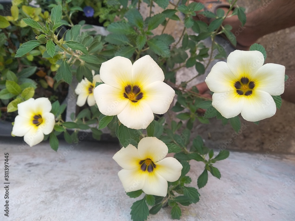 Obraz premium yellow flowers on wooden background