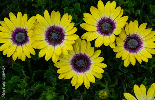 field of yellow flowers