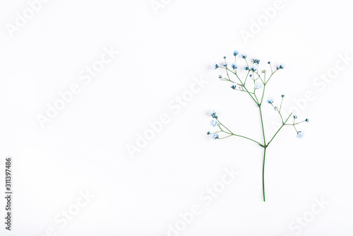 Beautiful branch of blue gypsophila flower on white background.
