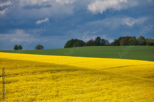 Fototapeta Naklejka Na Ścianę i Meble -  green and yellow field with sunlight
