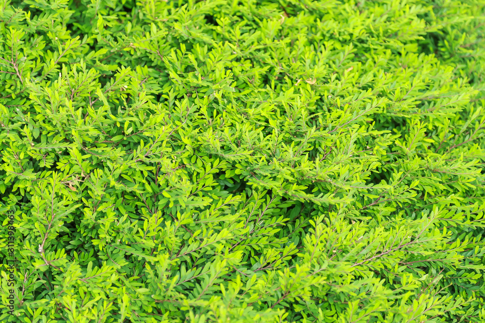 Close up of nature view green leaf on blurred greenery background under sunlight with bokeh and copy space using as background natural plants landscape, ecology wallpaper concept. Close up of nature view green leaf on blurred greenery background under sunlight with bokeh and copy space using as background natural plants landscape, ecology wallpaper concept.