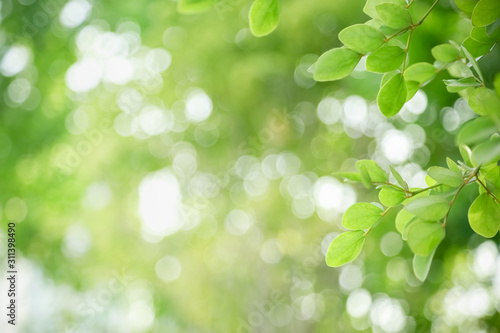 Close up of nature view green leaf on blurred greenery background under sunlight with bokeh and copy space using as background natural plants landscape  ecology wallpaper concept.