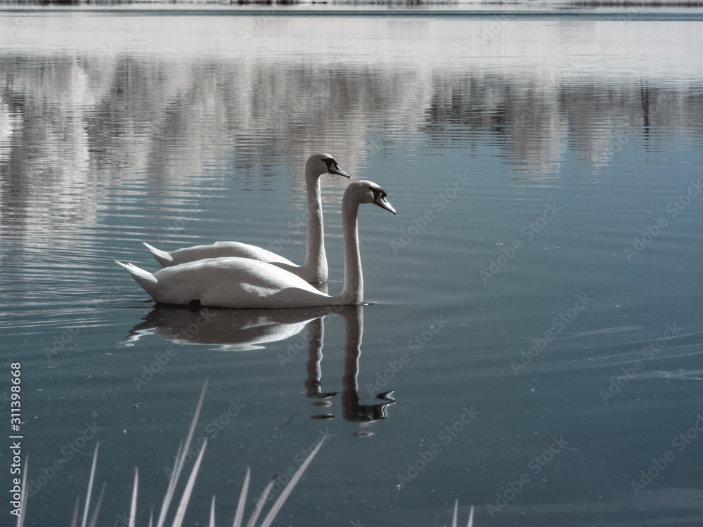 Fototapeta premium unusual infrared photography, landscape with white swans