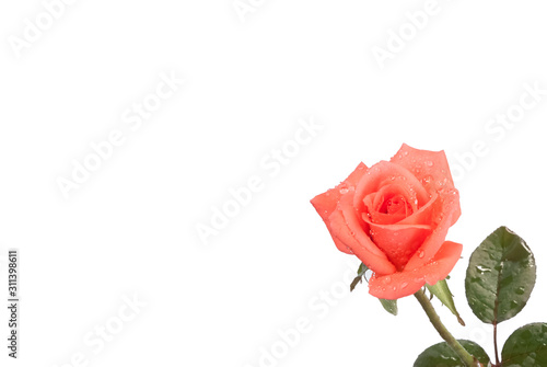 blossom pink nectar rose fresh flower isolated on white with water droplet top view