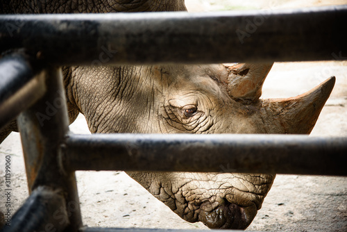 Northern White Rhino with S...