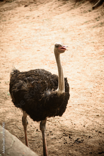 Adult ostriches in natural areas
