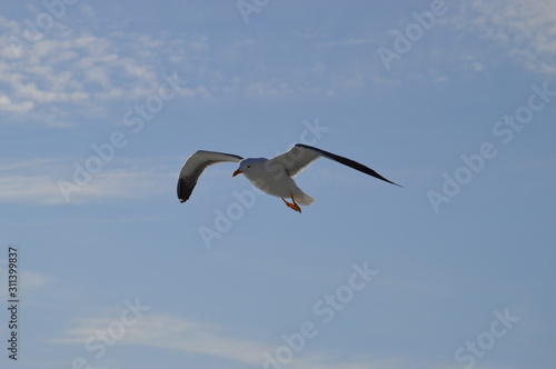 Seagull mid-flight 