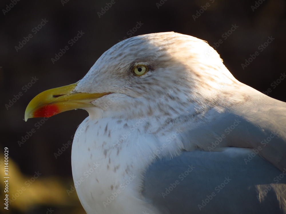 la mirada de una gaviota en castillo de gales la mirada de una gaviota en castillo de gales