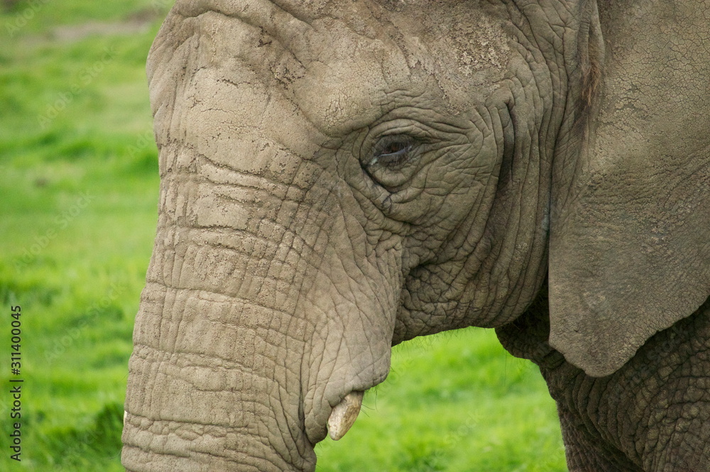 Elephant Elephant