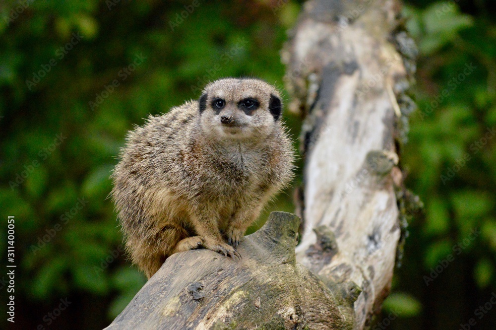 Fototapeta premium Meerkat on a tree trunk