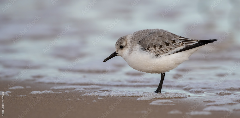 Obraz premium Sanderling on the Sand