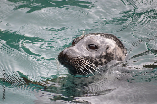 Seal in the sea