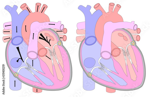 Anatomical drawing of the heart in a section. Background for medical exams, brochures, booklets, flyers. Visual aid for the study of human anatomy.