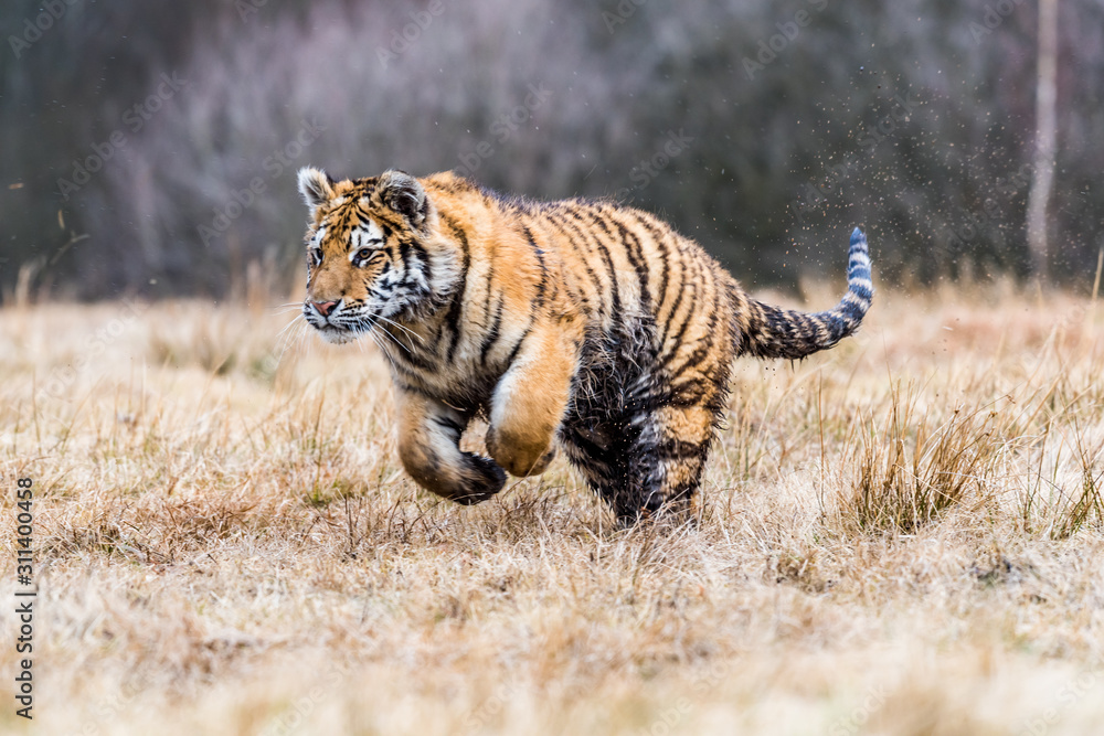 Fototapeta premium Tygrys syberyjski działa. Piękne, dynamiczne i mocne zdjęcie tego majestatycznego zwierzęcia. Osadzone w środowisku typowym dla tego niesamowitego zwierzęcia. Brzozy i łąki