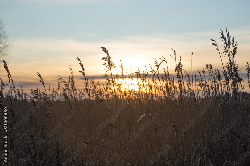 Fototapeta premium dry grass in the wind in the sunset