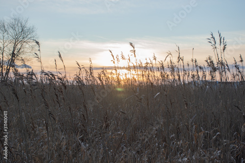 dry grass in the wind in the sunset