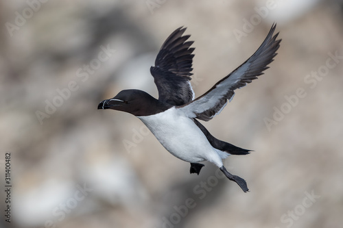 Razorbill Flying photo