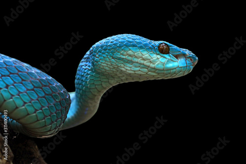Fotografie, Obraz Blue viper snake closeup face, viper snake, blue insularis, Trimeresurus Insular