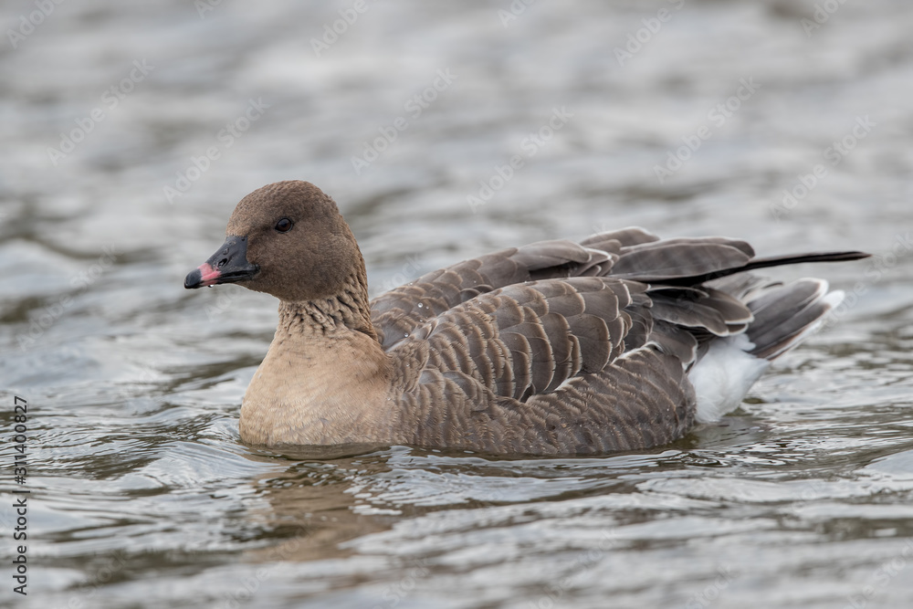 Fototapeta premium Pink Footed Goose