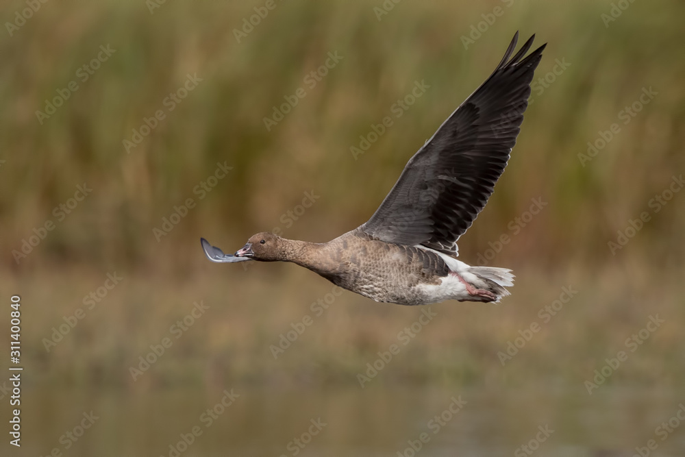 Obraz premium Pink Footed Goose
