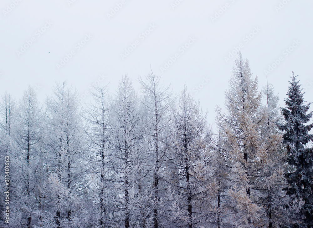 Fototapeta premium snowy winter trees in the forest