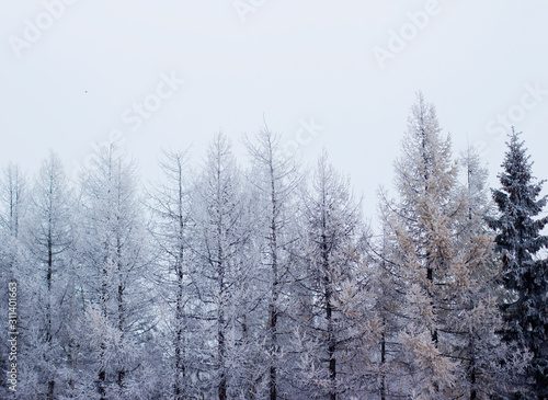 snowy winter trees in the forest