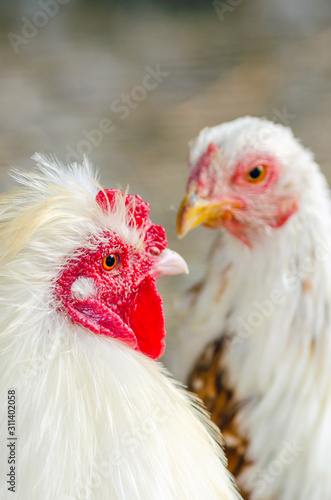 Close-up portrait of a rooster on a chicken farm