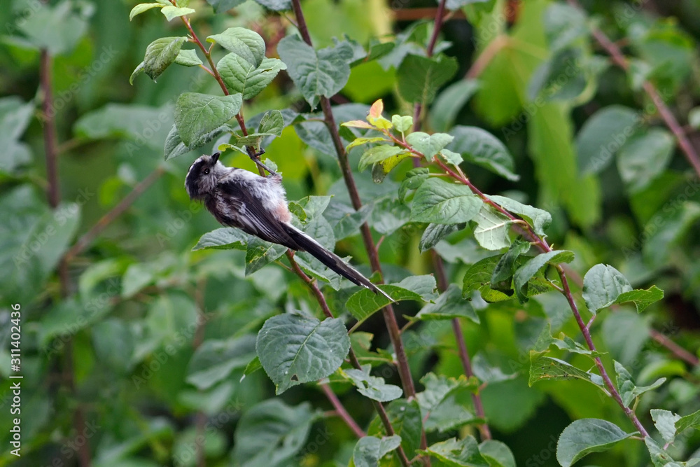 Fototapeta premium Long-tailed Tit (Aegithalos caudatus), Greece