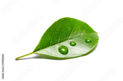 green leaf with water drops isolated on white background