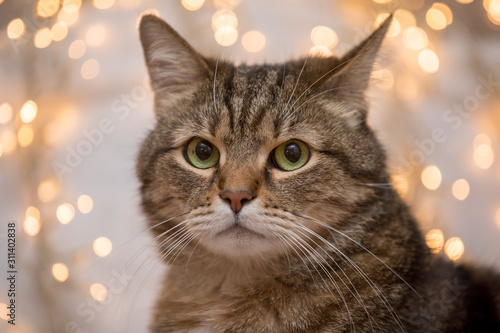 close up portrait of serious brown marble tabby cat with green and yellow eyes laying on snow background with christmas yellow light
