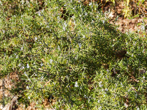Aromatisch Rosmarinbusch in Provence (Rosmarinus officinalis)