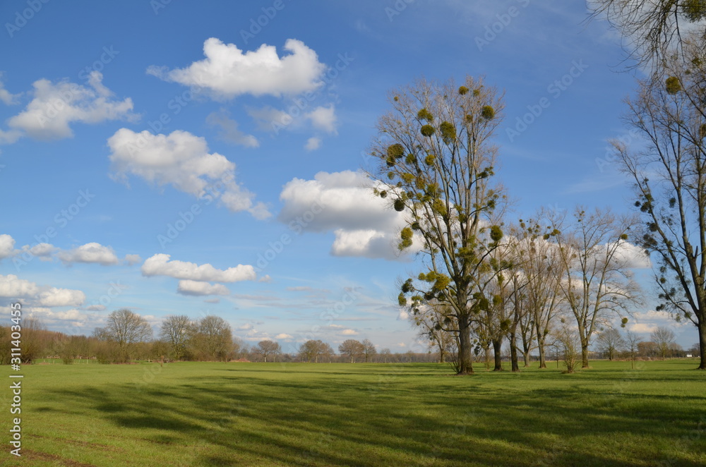 Green trees in a field on blue sky Green trees in a field on blue sky