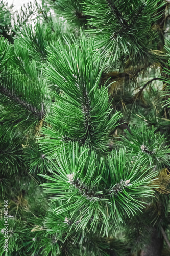 Fir-tree green branches as a perfect holiday decoration