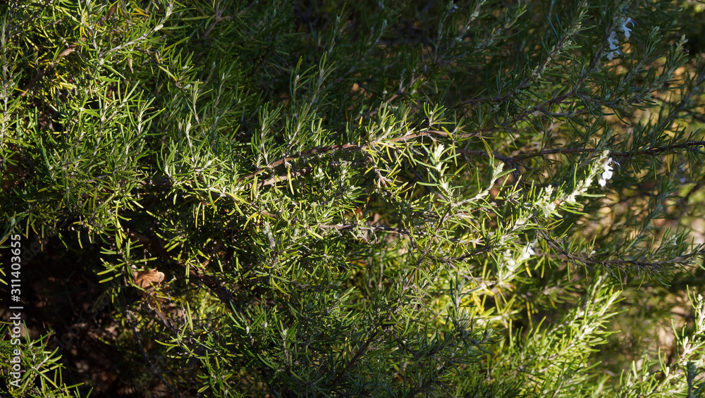 (Rosmarinus officinalis) Aromatisch Blühender Rosmarin mit braun und aufrecht Äste, abblätternde Rinde, kleine blaue Blüten (Rosmarinus officinalis) Aromatisch Blühender Rosmarin mit braun und aufrecht Äste, abblätternde Rinde, kleine blaue Blüten