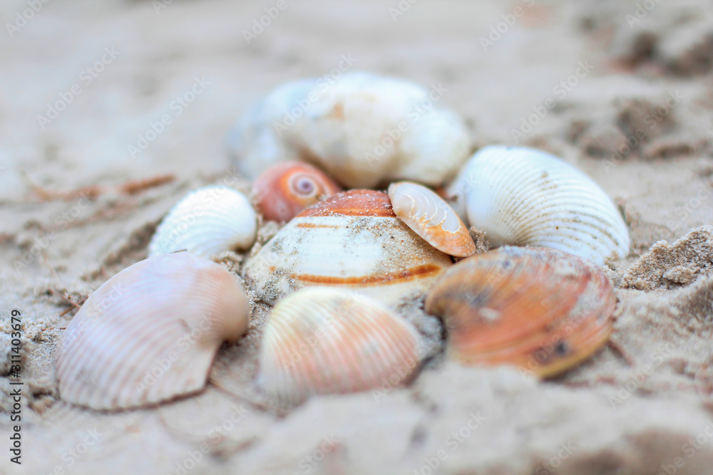 Shells on the sand. Close up. Selective focus.