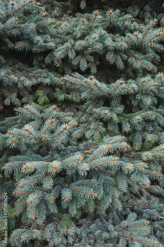 Fir-tree green branches as a perfect holiday decoration