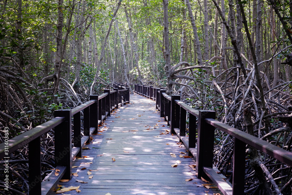 Bridge for walking. Walkway in a mangrove forest.