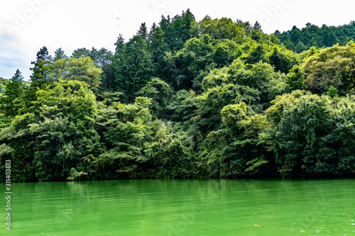 green lake and the forest
