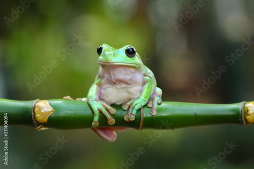 green tree frog, dumpy frog 