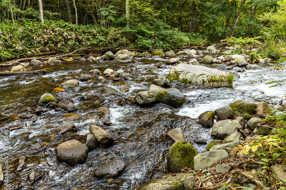 outdoor river in the forest outdoor river in the forest