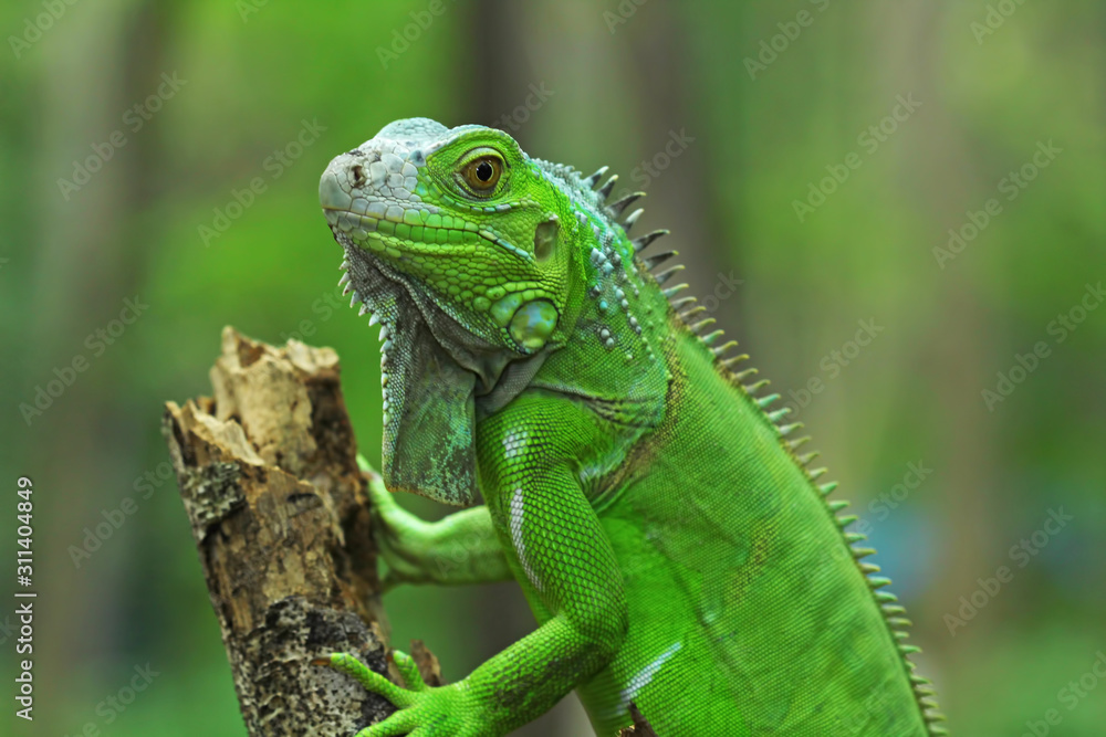 Green iguana on branch, animal closeup 