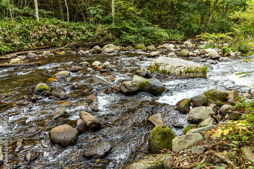 outdoor river in the forest