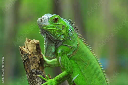 Green iguana on branch, animal closeup 