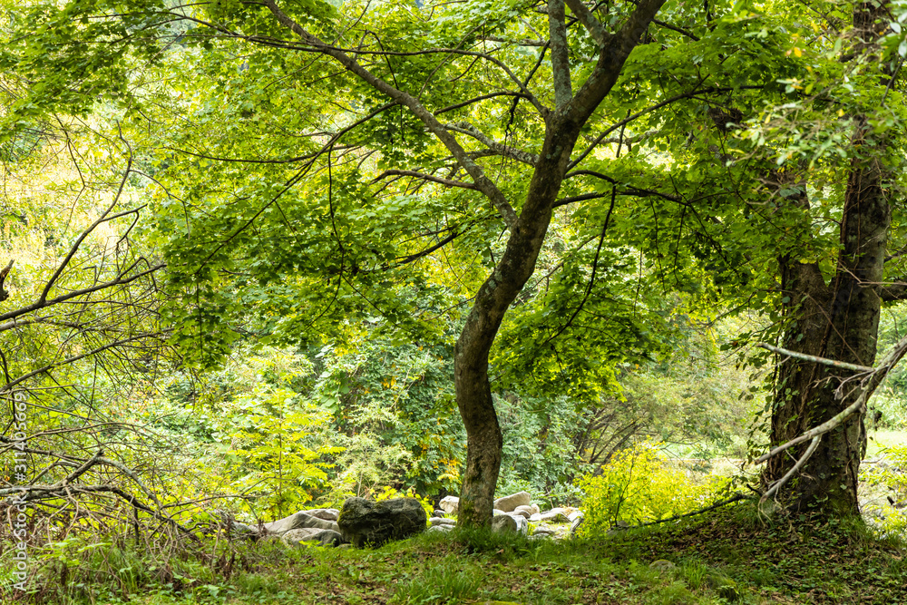 Obraz premium outdoor green forest grass tree