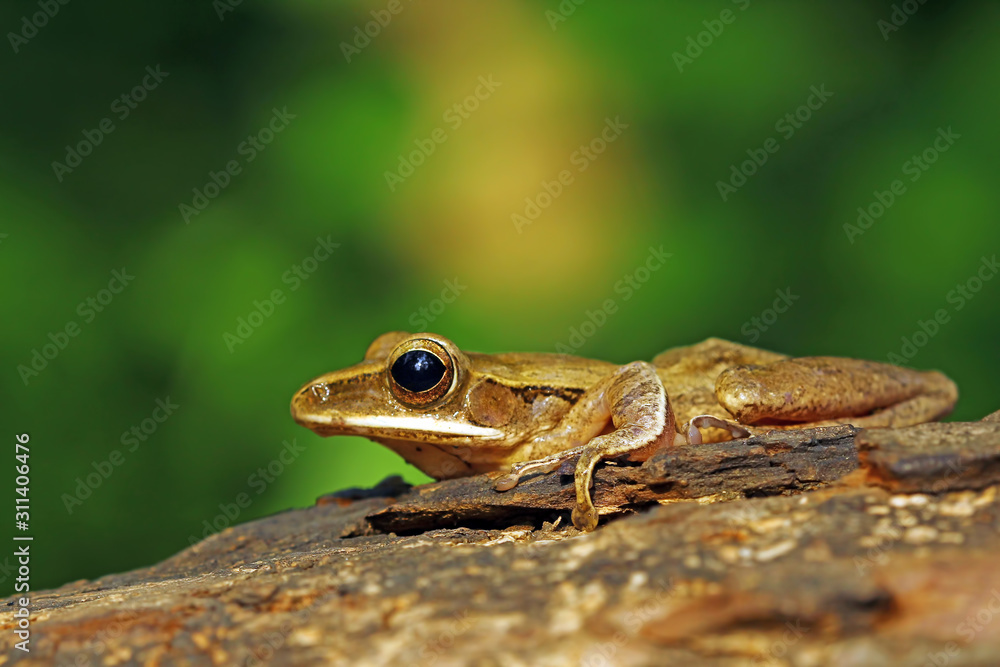 beautiful tree frog beautiful tree frog
