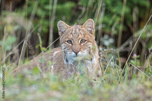 Bobcat in the grass